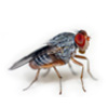 2fruitfly-control-product-max.jpg