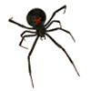 black-widow-spider-pest-control.jpg