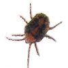 clover-mite-control-product-max.jpg