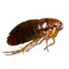 flea-pest-control-1.jpg