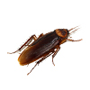 roach-smokey-brown-pest-control(1).jpg