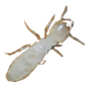 termitesubterrean--pest-control.jpg