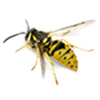 wasp-pest-control.jpg